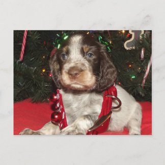 Perrito melado del navidad del perro de aguas de