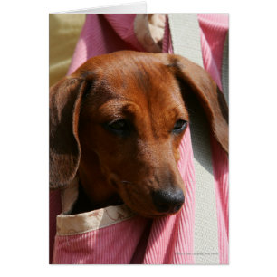 perrito miniatura Liso-haired del Dachshund