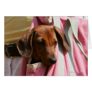 perrito miniatura Liso-haired del Dachshund