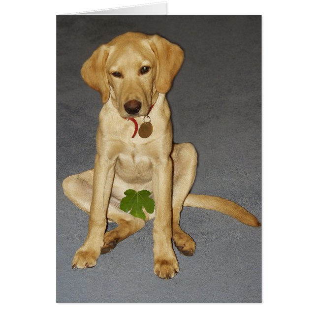 Perrito modesto (Frente)