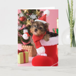 Perrito y navidad de Yorkshire Terrier