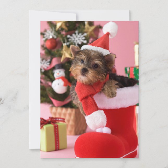 Perrito y navidad de Yorkshire Terrier (Anverso)