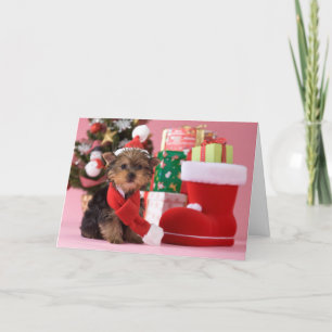 Perrito y navidad de Yorkshire Terrier