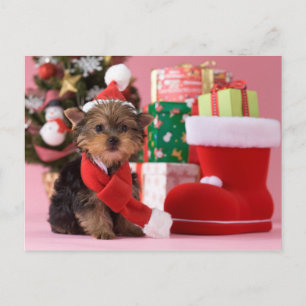 Perrito y navidad de Yorkshire Terrier