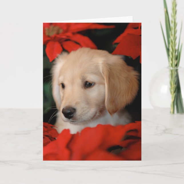 Perrito y tarjeta de Navidad de oro de Poinsetta (Anverso)