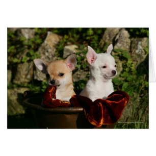 Perritos de la chihuahua