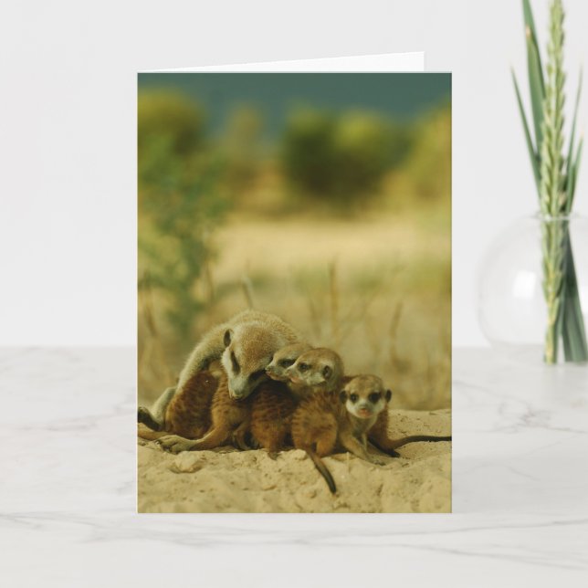 Perritos de las barbas - tarjeta 19 de KMP (Anverso)