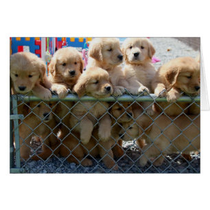 Perritos de oro