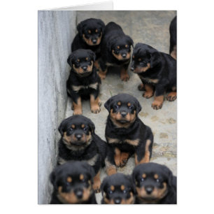 Perritos de Rottweiler