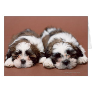 Perritos de Shih Tzu