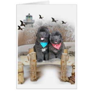 Perritos de Terranova en tarjetas de la playa