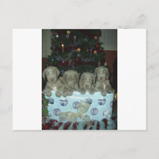 Perritos de Weimaraner del navidad