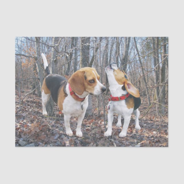 Perritos del beagle en el papel seda de maderas (Anverso)