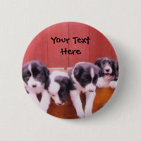 Perritos del border collie en botón del cajón
