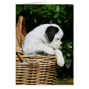 Perritos del boxeador en cesta