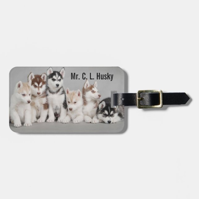 Perritos del husky siberiano en etiqueta del (Frente Horizontal)