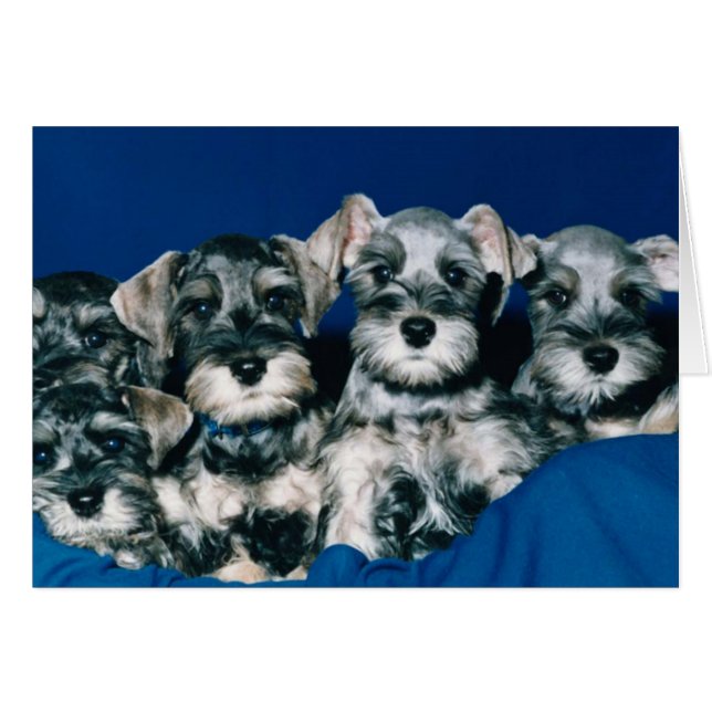 Perritos del Schnauzer miniatura (Anverso (Horizontal))