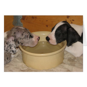 Perritos 'dos Tired de great dane