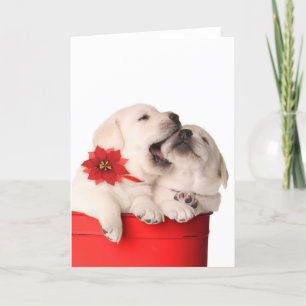 Perritos juguetones del navidad en un envase rojo