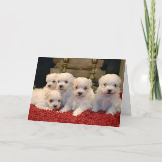 Perritos malteses del navidad