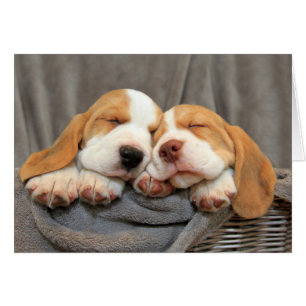 Perritos soñolientos