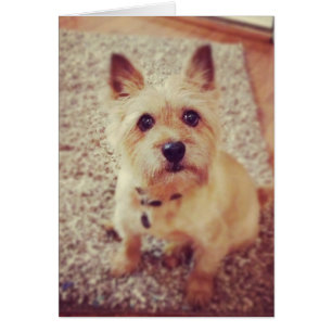 Perro