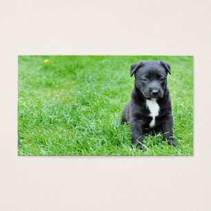 perro-280332 PERRO JOVEN PERRO NEGRO MASCOTAS ADOR