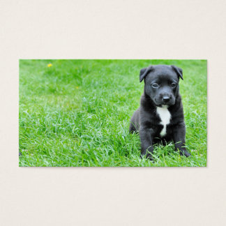 perro-280332 PERRO JOVEN PERRO NEGRO MASCOTAS ADOR