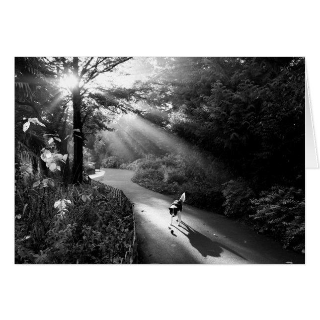 Perro a la luz del sol matutino (Anverso (Horizontal))