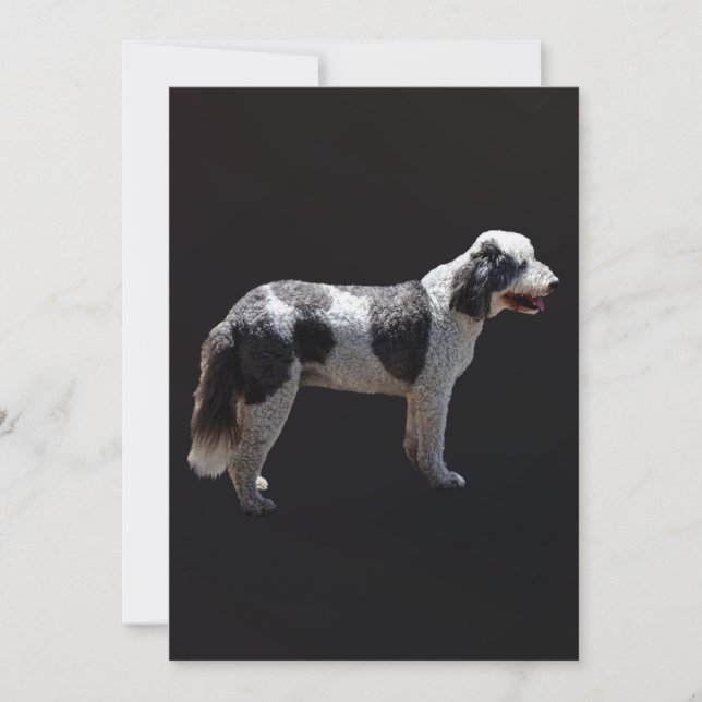 Perro acuático portugués (Anverso)