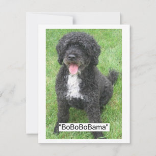 Perro acuático portugués Barack Obama