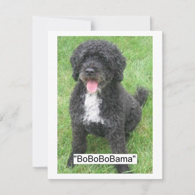 Perro acuático portugués Barack Obama (Anverso)