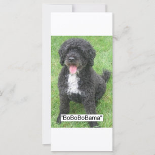 Perro acuático portugués Barack Obama