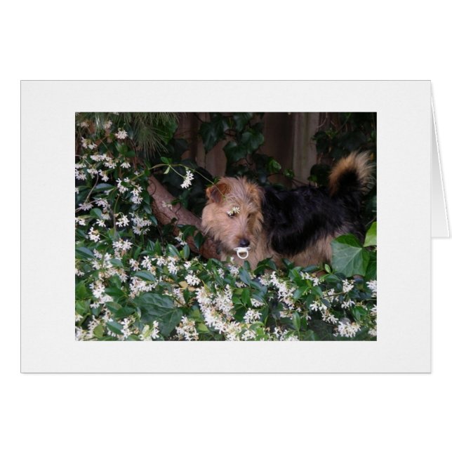 Perro adorable con pacificador (Anverso (Horizontal))