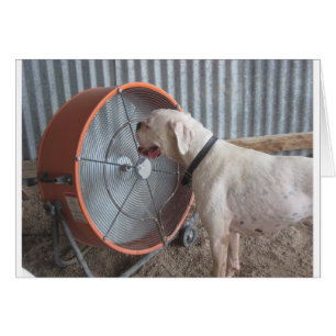 Perro - Amar la brisa