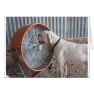 Perro - Amar la brisa
