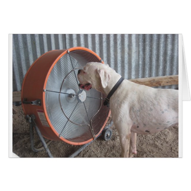 Perro - Amar la brisa (Anverso (Horizontal))