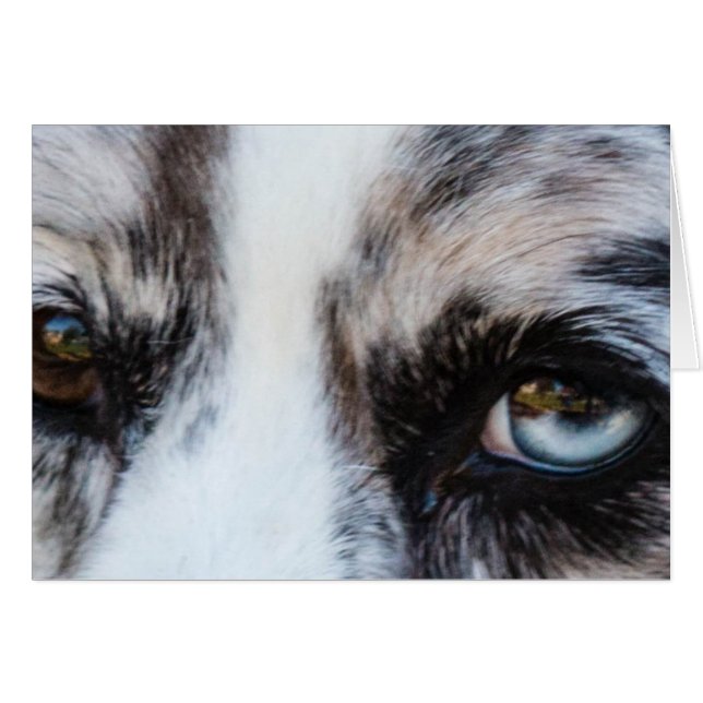 Perro azul Merle (Anverso (Horizontal))