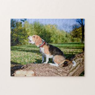 Perro Beagle lloriqueando en un rompecabezas