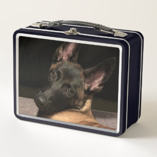 Perro belga malinois