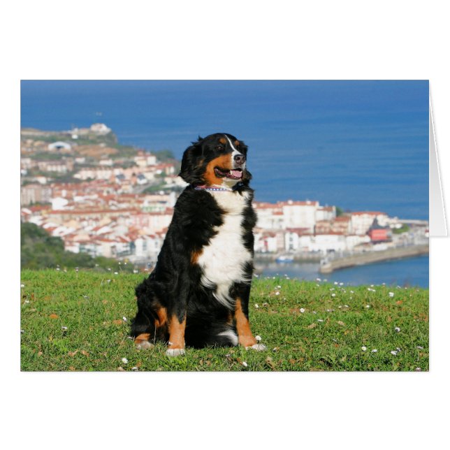 Perro bovino de Berna posando en la playa (Anverso (Horizontal))