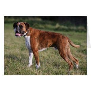 Perro Boxer de pie