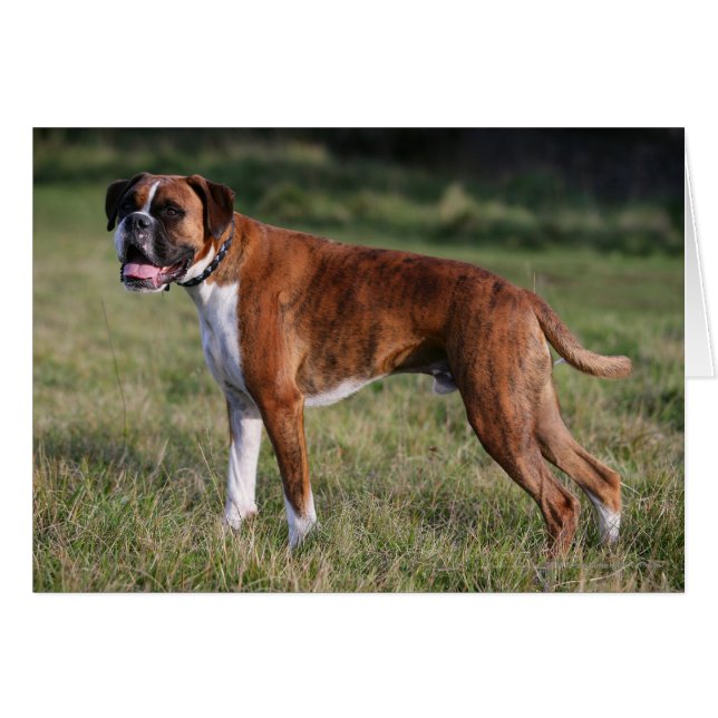 Perro Boxer de pie (Anverso (Horizontal))