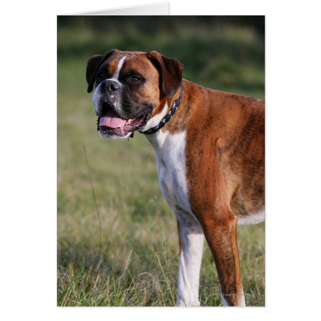 Perro Boxer de pie (Frente)