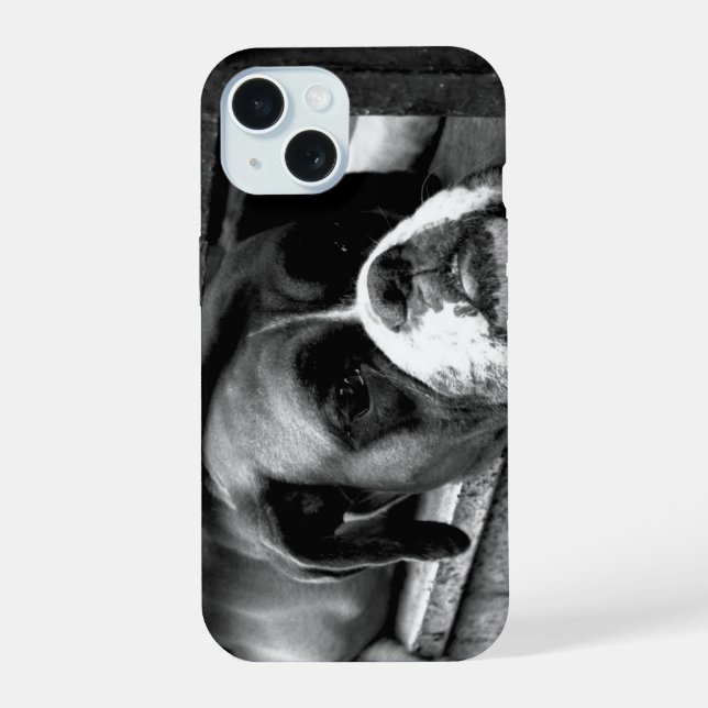 Perro Boxer en alféizar ipha (Reverso )