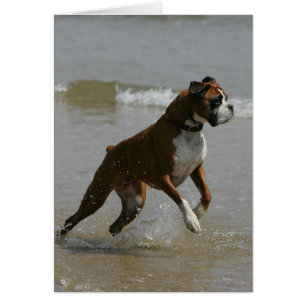 Perro Boxer en el Agua
