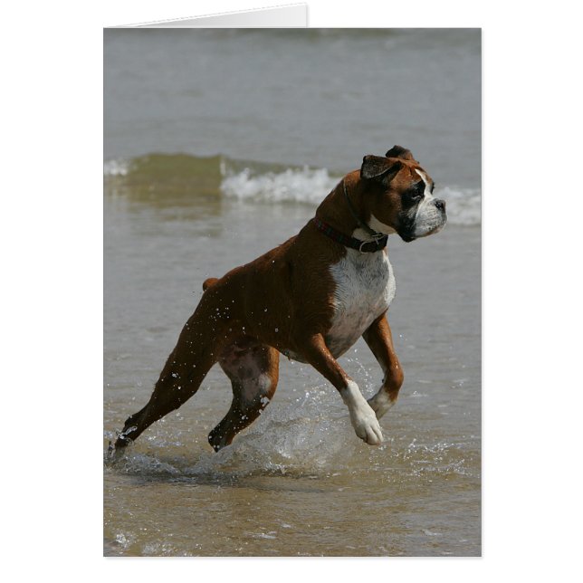 Perro Boxer en el Agua (Frente)