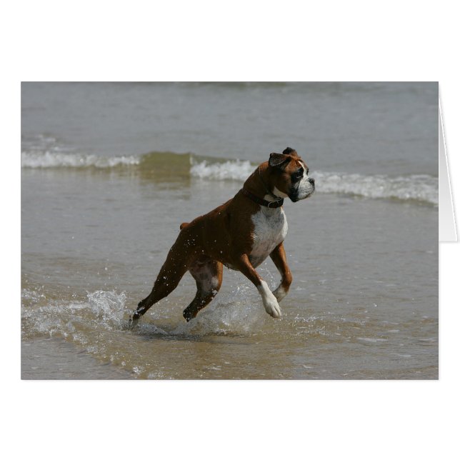 Perro Boxer en el Agua (Anverso (Horizontal))