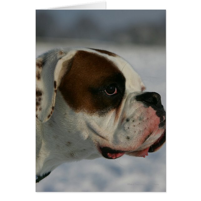 Perro Boxer en la Nieve (Frente)