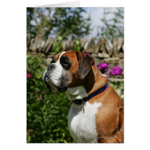 Perro Boxer en las flores